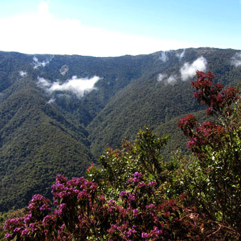 Frog Phylogeny and Evolution Study, Peruvian Andes