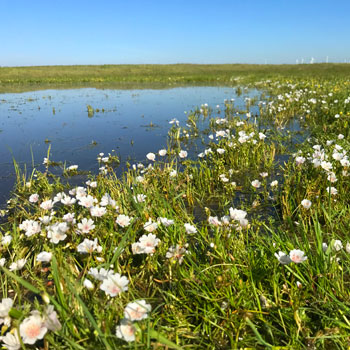 Montezuma Wetlands On-Site Mitigation Preserve