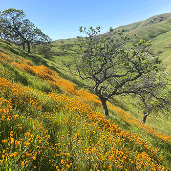 Captive Propagation & Reintroduction of Large Flowered Fiddleneck