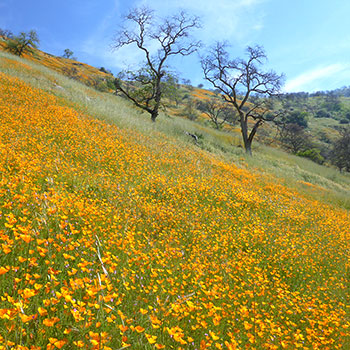 Southern Sierra Nevada Foothills Vegetation Mapping Project