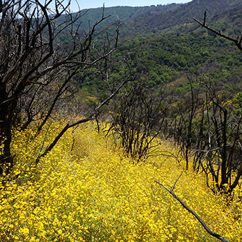 Loma Post-Fire Habitat Study